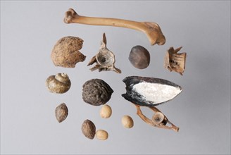 Bones, fish vertebrae, shells, nuts and seeds, from the sacristy outlet of the Laurenskerk, Rotterdam, waste groundfound leg