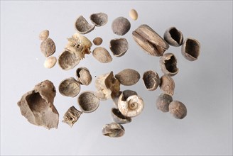 Bones, fish vertebrae, shells, nuts and kernels, from the outlet sacristy of the Laurenskerk, Rotterdam, waste soil find leg