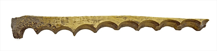 Legs block with row of holes, residue of button fabrication, waste ground find leg, drilled strip bone toothed by coring round