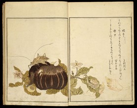 Picture Book: Selected Insects (Ehon mushi erabi), 1788, Kitagawa Utamaro ??? ??, Japanese, 1753