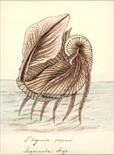 Argonauta argo, Print, Argonauta argo, also known as the greater argonaut, is a species of pelagic