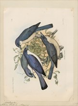 Artamus bicolor, Print, Woodswallows are soft-plumaged, somber-coloured passerine birds in the