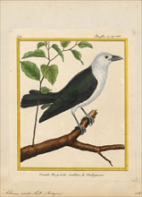 Artamus viridis, Print, Woodswallows are soft-plumaged, somber-coloured passerine birds in the