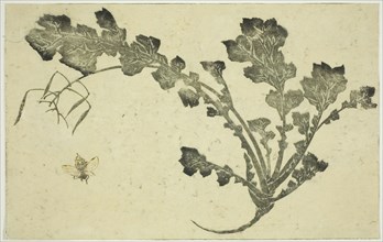 Wasp and turnip stalk, from The Picture Book of Realistic Paintings of Hokusai (Hokusai shashin