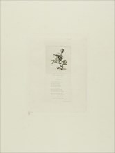 Little Prince Dito, 1864, Charles Meryon (French, 1821-1868), printed by Pierron (French, 19th