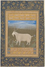 Portrait of a Ladakhi Mountain Goat, Mughal period, about 1600, India, India, Opaque watercolor,