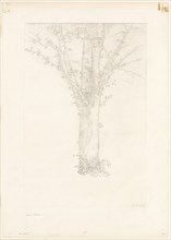 Tree, 1892, Odilon Redon, French, 1840-1916, France, Lithograph on cream China paper, laid down