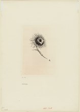 Tailpiece, plate 9 of 9, 1890, Odilon Redon, French, 1840-1916, France, Photogravure made from an