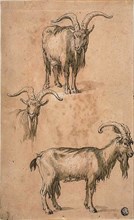 Three Sketches of a Goat (recto) Drapery of Standing Female Figure (verso), c. 1610, Attributed to