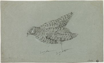 Partridge, n.d., Jean-Baptiste Oudry, French, 1686-1755, France, Black chalk, heightened with white