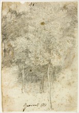 Grove of Trees, 1600/12, Federico Barocci, Italian, c. 1535-1612, Urbino, Black chalk, on ivory