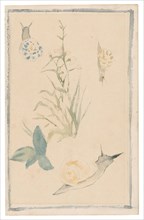 Sketches of Snails, Flowering Plant, 1864/68, Édouard Manet, French, 1832-1883, France, Watercolor