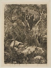 The Forest of Fontainebleau, 1880, Rodolphe Bresdin, French, 1825-1885, France, Etching and