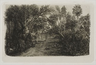 The Creek, 1880, Rodolphe Bresdin, French, 1825-1885, France, Etching and roulette on light gray
