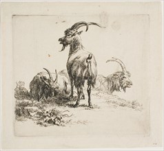 Two Goats with Large Horns, from Various Animals, 17th century, Nicolaes Berchem the Elder, Dutch,