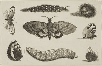 Three Caterpillars, a Moth, and Four Butterflies, after 1644, Wenceslaus Hollar, Czech, 1607-1677,