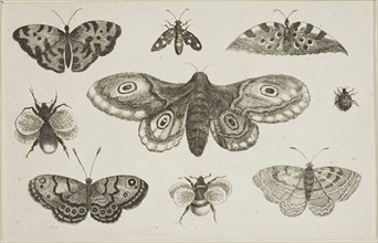 A Moth, Butterflies, and Bees, after 1644, Wenceslaus Hollar, Czech, 1607-1677, Bohemia, Etching on