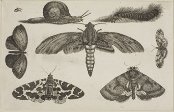 Six Insects, a Caterpillar, and a Snail, after 1644, Wenceslaus Hollar, Czech, 1607-1677, Bohemia,
