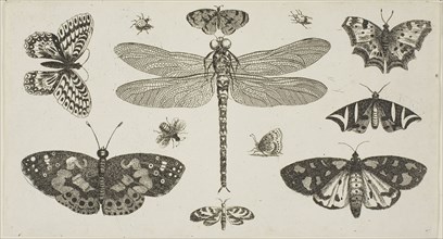 A Dragonfly, Ladybirds, and Butterflies, after 1646, Wenceslaus Hollar, Czech, 1607-1677, Bohemia,