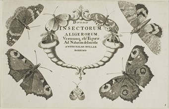 Title Page from Diversae Insectorum, after 1644, Wenceslaus Hollar, Czech, 1607-1677, Bohemia,