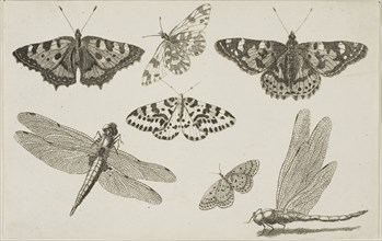 Two Dragonflies and Five Butterflies, after 1644, Wenceslaus Hollar, Czech, 1607-1677, Bohemia,