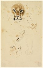 Heads and Paws of Lions, n.d., Eugène Delacroix, French, 1798-1863, France, Watercolor and graphite
