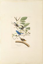 Male Indigo Bird, 1829, Robert Havell (English, 1793-1878), after John James Laforest Audobon