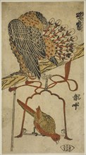 Sparrowhawk and Macaw (Konori taka, inko), c. 1718, Attributed to Torii Kiyomasu I, Japanese,