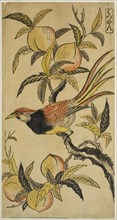 Silver Pheasant (Hakkan), c. 1730, Attributed to Nishimura Shigenaga, Japanese, 1697 (?)-1756,