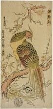 Golden Pheasant (Kinkeicho), c. 1720/25, Okumura Masanobu, Japanese, 1686-1764, Japan, Hand-colored