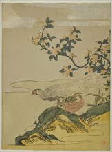 Pheasants under Branch of Peach Blossoms, c. 1764/75, Attributed to Isoda Koryusai, Japanese,