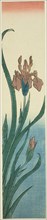 Iris, 1840s, Utagawa Hiroshige ?? ??, Japanese, 1797-1858, Japan, Color woodblock print, kotanzaku,