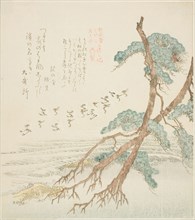 Pine Trees, from the series Tosa Diary for the Shofudai, Hisakataya, and Bunbunsha (Shofudai