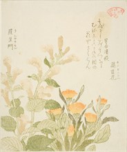 Marigold (Kinsenka) and Rashomon Flowers, from the series Collection of Plants for the Kasumi