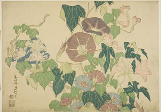 Morning Glories and Tree-frog, from an untitled series of Large Flowers, c. 1833/34, Katsushika