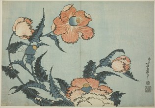 Poppies, from an untitled series of flowers, c. 1832, Katsushika Hokusai ?? ??, Japanese,