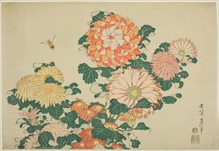 Chrysanthemums and Bee, from an untitled series of Large Flowers, c. 1831–33, Katsushika Hokusai ??