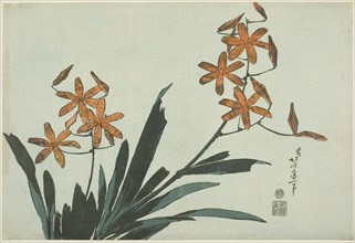 Orange Orchids, from an untitled series of flowers, c. 1832, Katsushika Hokusai ?? ??, Japanese,