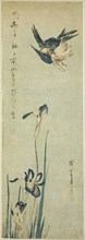 Kingfisher and iris, 1830s, Utagawa Hiroshige ?? ??, Japanese, 1797-1858, Japan, Color woodblock