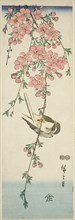 Great tit and cherry blossoms, c. 1847/52, Utagawa Hiroshige ?? ??, Japanese, 1797-1858, Japan,