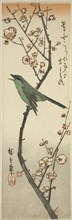 Bush warbler and plum, 1840s, Utagawa Hiroshige ?? ??, Japanese, 1797-1858, Japan, Color woodblock