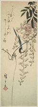 Bird on wisteria, n.d., Utagawa Hiroshige ?? ??, Japanese, 1797-1858, Japan, Color woodblock print,