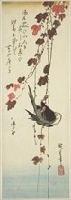 White-headed bird and ivy, mid–1830s, Utagawa Hiroshige ?? ??, Japanese, 1797-1858, Japan, Color