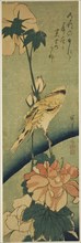 Blacked-naped oriole on hibiscus, mid–1830s, Utagawa Hiroshige ?? ??, Japanese, 1797-1858, Japan,