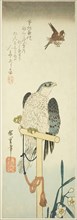 Falcon, sparrow, and narcissus, 1830s, Utagawa Hiroshige ?? ??, Japanese, 1797-1858, Japan, Color