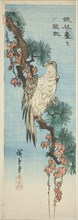Falcon on ivy-covered pine branch, 1830s, Utagawa Hiroshige ?? ??, Japanese, 1797-1858, Japan,