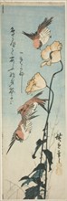 Sparrows and poppies, 1850s, Utagawa Hiroshige ?? ??, Japanese, 1797-1858, Japan, Color woodblock
