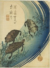 Turtles swimming in a stream, c. 1840, Utagawa Hiroshige ?? ??, Japanese, 1797-1858, Japan, Color