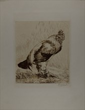 The Old Cock, 1882, Felix Bracquemond, French, 1833–1914, France, Etching and drypoint in brown ink
