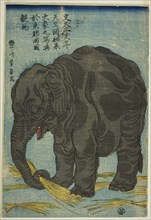 Picture of Large Elephant from India (Tenjiku hakurai dai zo no shashin), An Attraction at Ryogoku